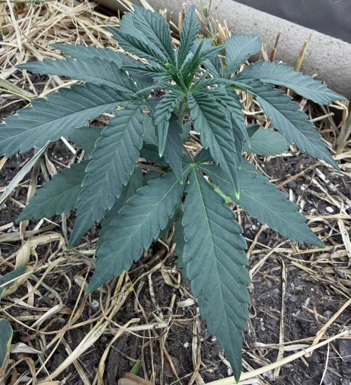 Diesel Dessert. Week 4