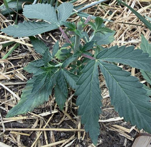 Diesel Dessert. Week 4