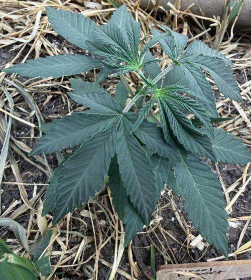 Diesel Dessert. Week 4