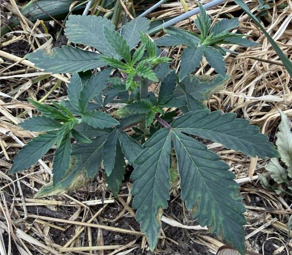 Diesel Dessert. Week 4