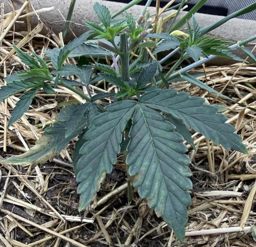 Diesel Dessert. Week 4