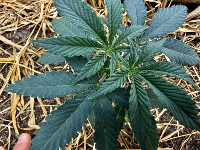 Diesel Dessert. Week 4