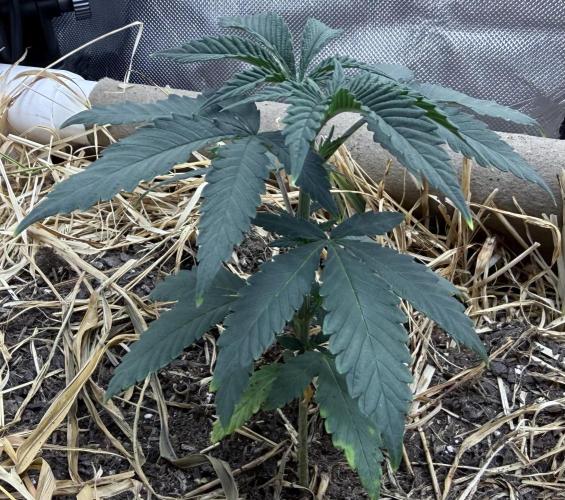 Diesel Dessert. Week 4