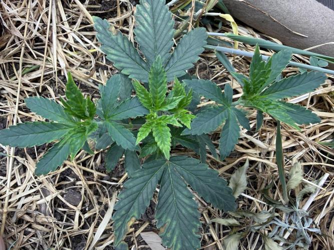 Diesel Dessert. Week 4 - P1