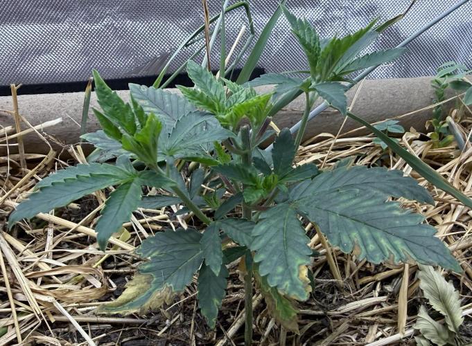 Diesel Dessert. Week 4 - P1