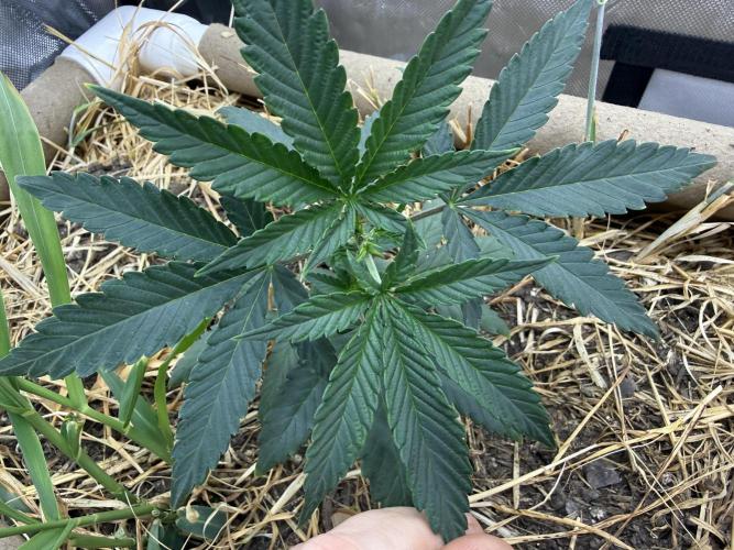 Diesel Dessert. Week 4 - P3