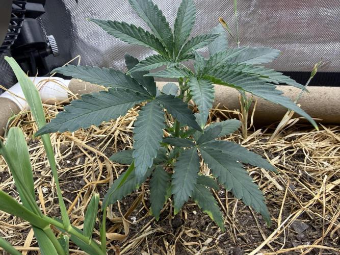 Diesel Dessert. Week 4 - P3