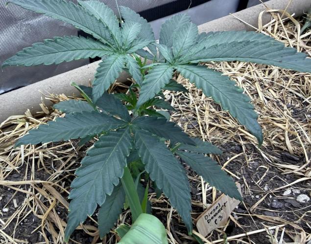 Diesel Dessert. Week 5