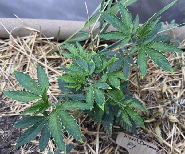 Diesel Dessert. Week 5