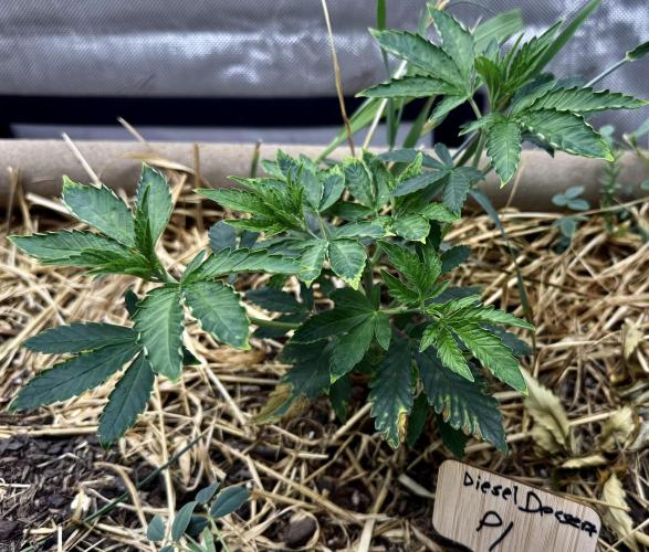 Diesel Dessert. Week 5