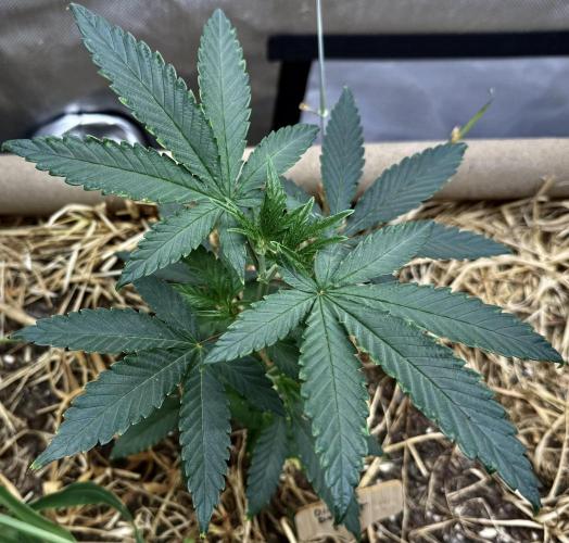 Diesel Dessert. Week 5