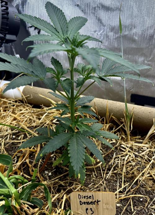 Diesel Dessert. Week 5