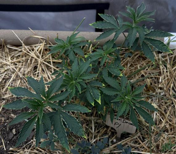 Diesel Dessert. Week 5