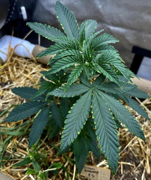 Diesel Dessert. Week 5