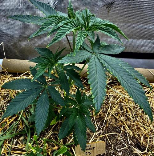 Diesel Dessert. Week 5