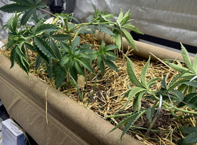 Diesel Dessert. Week 6