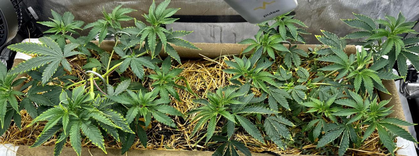 Diesel Dessert. Week 6
