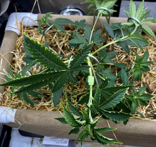 Diesel Dessert. Week 6