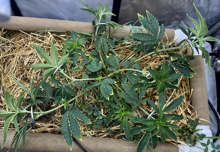 Diesel Dessert. Week 6