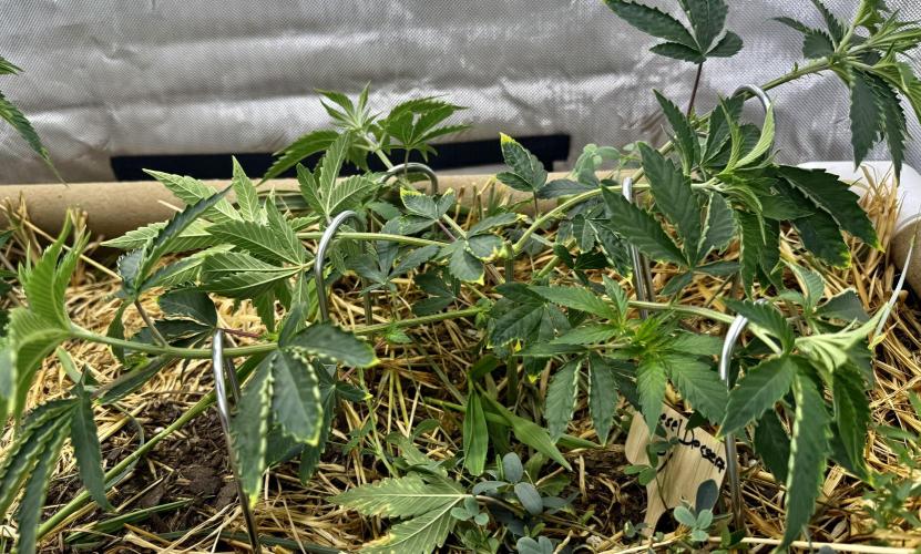 Diesel Dessert. Week 6