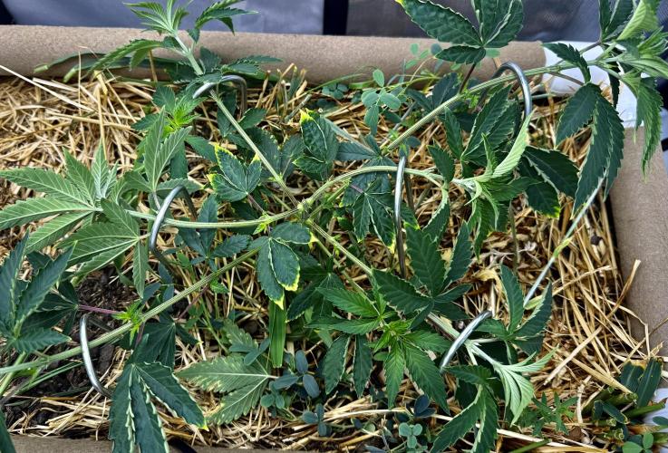 Diesel Dessert. Week 6
