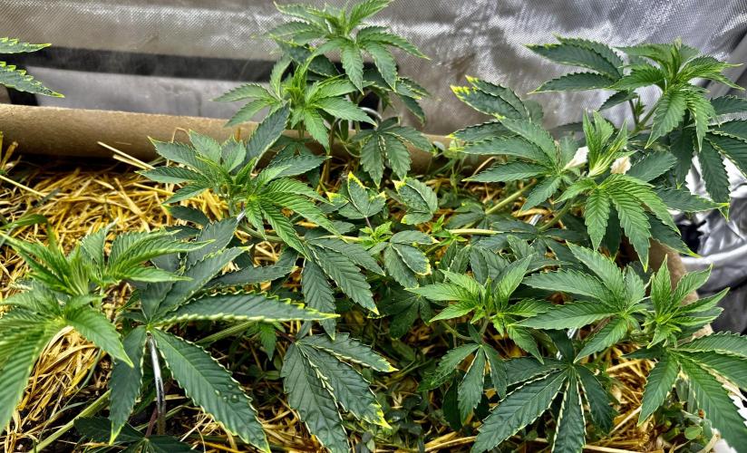 Diesel Dessert. Week 6