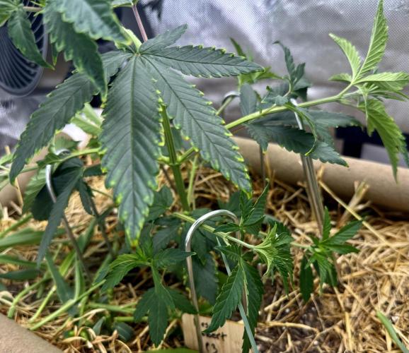 Diesel Dessert. Week 6
