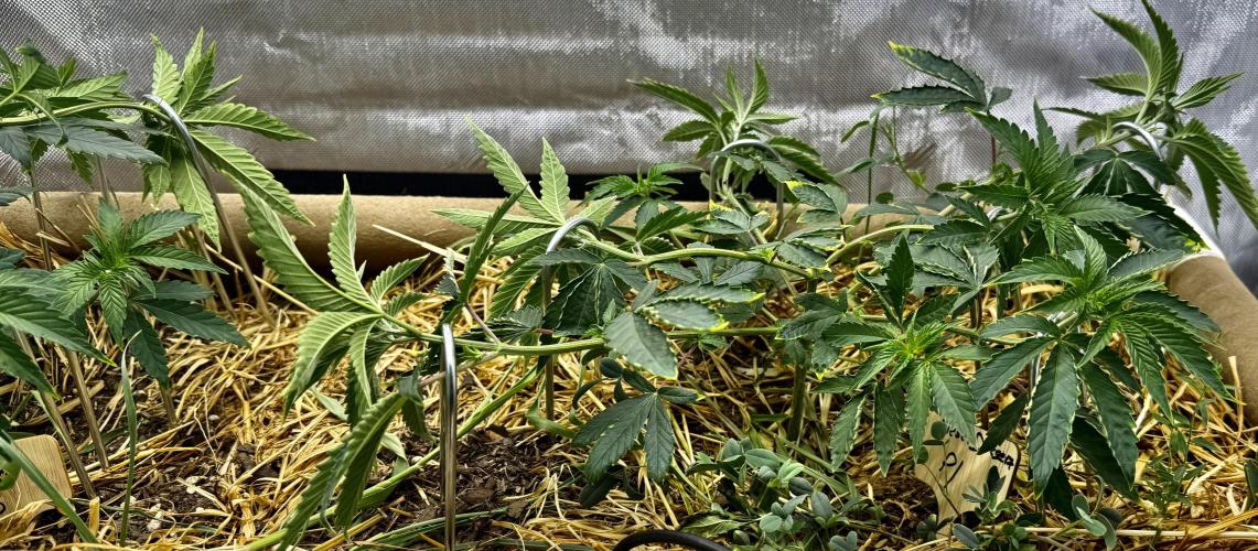 Diesel Dessert. Week 6