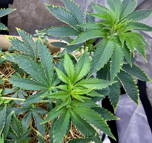Diesel Dessert. Week 7