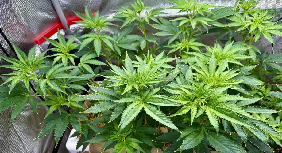 Diesel Dessert. Week 7