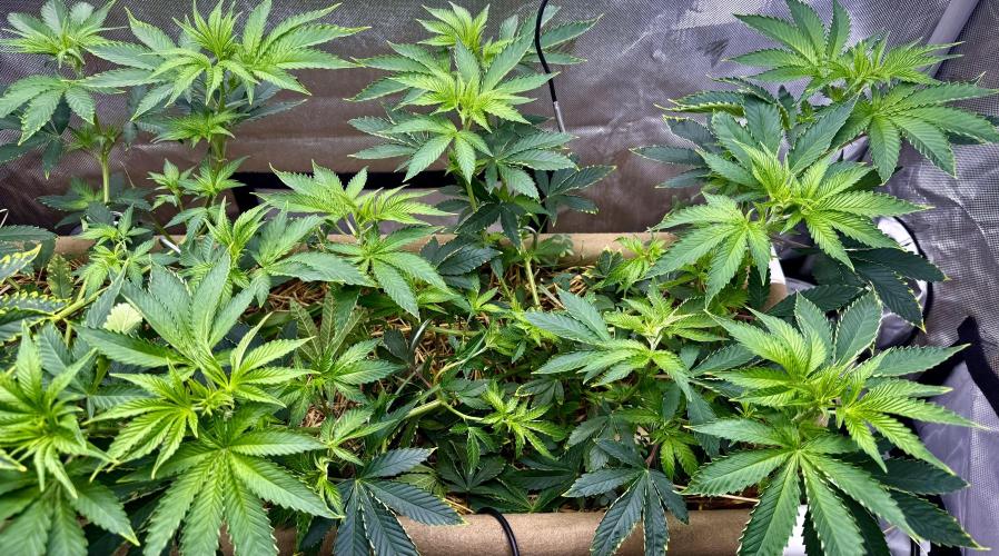 Diesel Dessert. Week 7