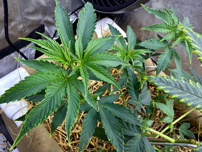 Diesel Dessert. Week 7