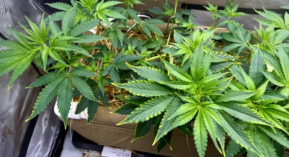 Diesel Dessert. Week 7