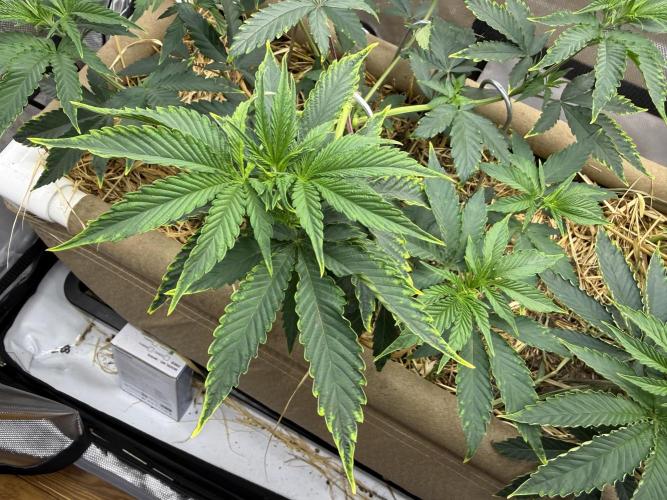 Diesel Dessert. Week 7