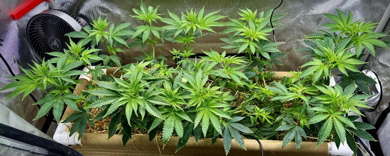 Diesel Dessert. Week 7