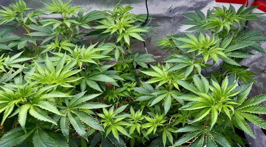 Diesel Dessert. Week 7