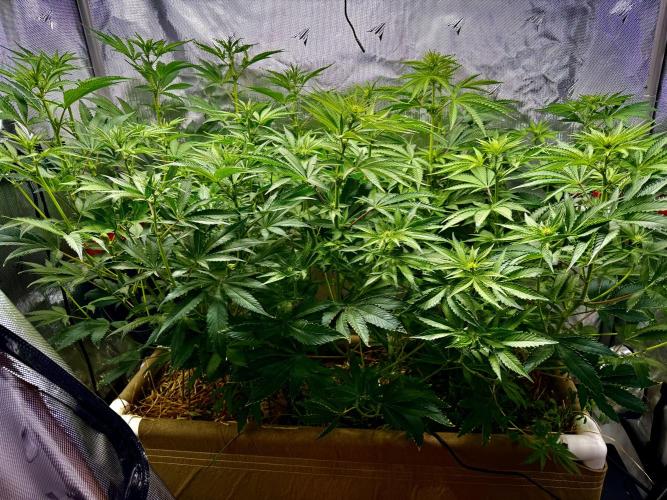 Diesel Dessert. Week 8