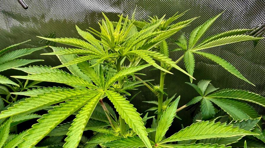 Diesel Dessert. Week 8