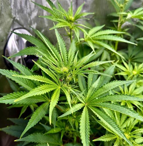 Diesel Dessert. Week 8