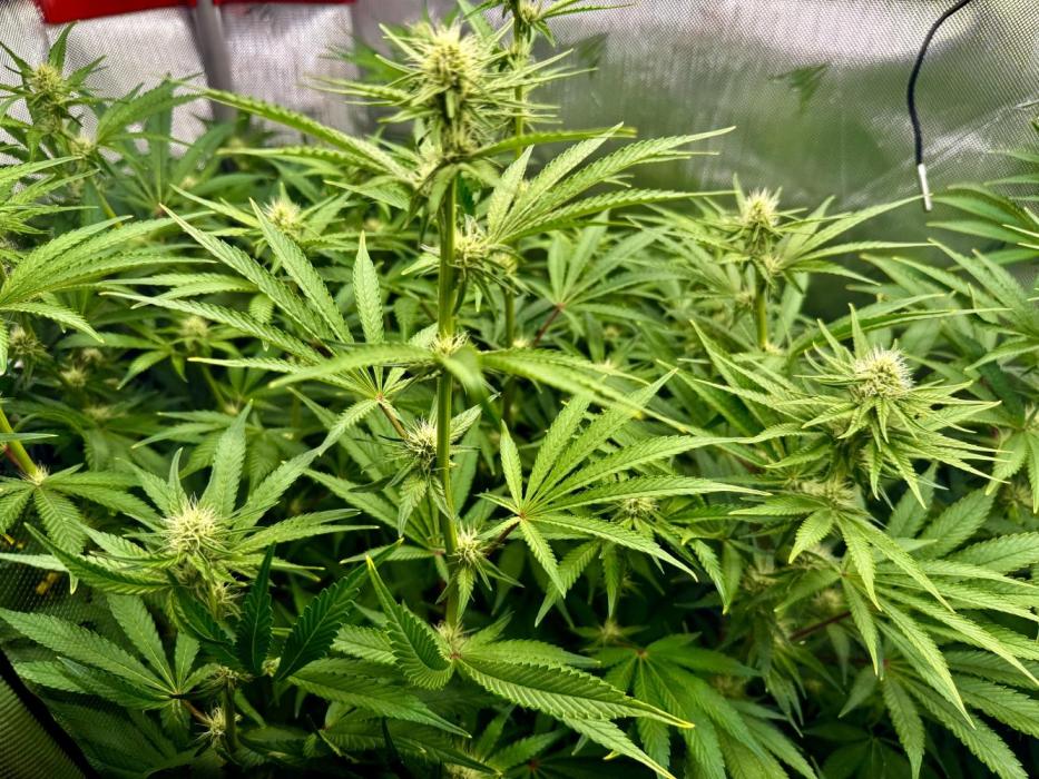 Diesel Dessert. Week 9