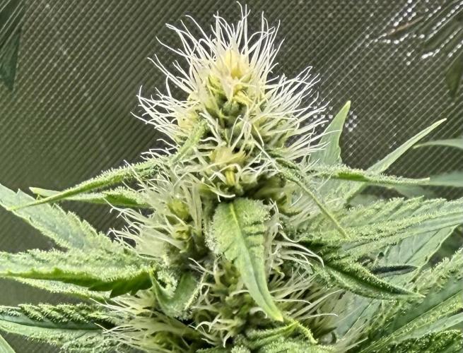 Diesel Dessert. Week 10