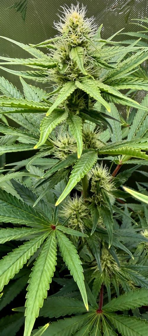 Diesel Dessert. Week 10