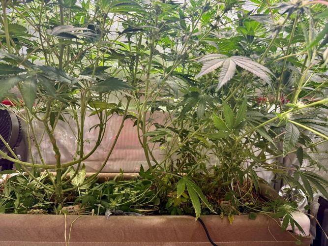 Diesel Dessert. Week 10
