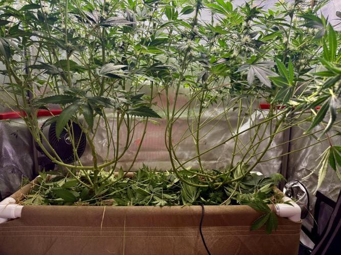 Diesel Dessert. Week 10