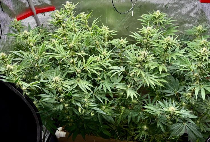 Diesel Dessert. Week 10