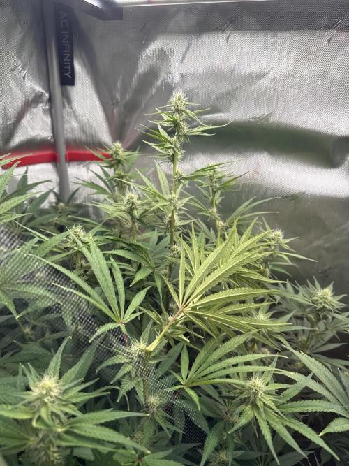 Diesel Dessert. Week 10
