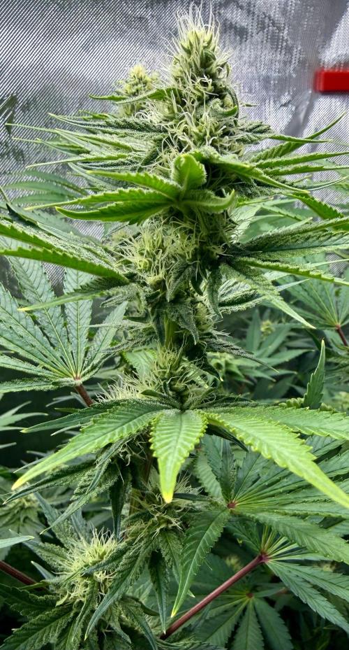 Diesel Dessert. Week 10