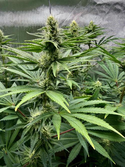 Diesel Dessert. Week 10