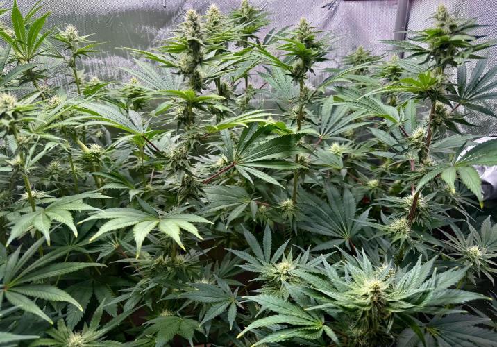 Diesel Dessert. Week 10