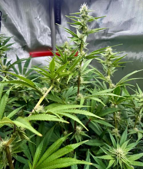 Diesel Dessert. Week 10 - This is P3 with longer internodal spacing. this plant is still stretching